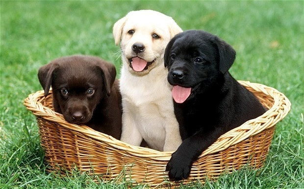 Labrador Retriever Pups Berlin - photo 1