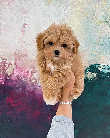 Maltipoo Puppies Берлин - изображение 2