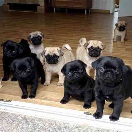 Pug Puppies Берлін