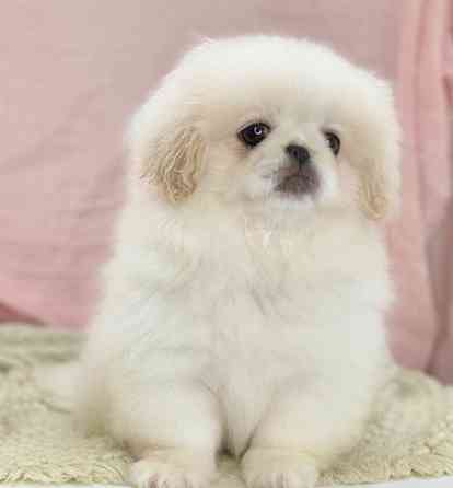 Pekingese Puppies Berlin