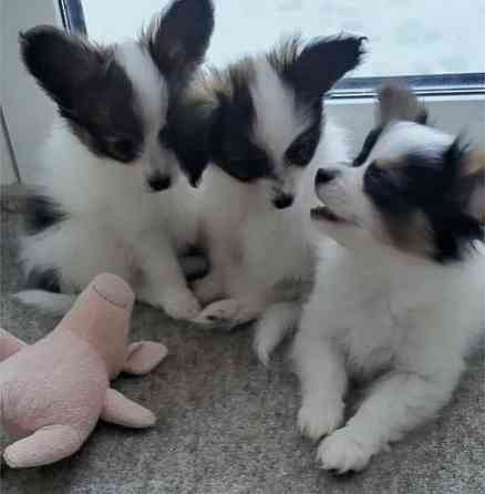 Papillon Puppies Берлін