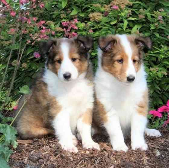 Sheltie Puppies Берлін