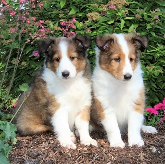 Sheltie Puppies Берлин - изображение 1