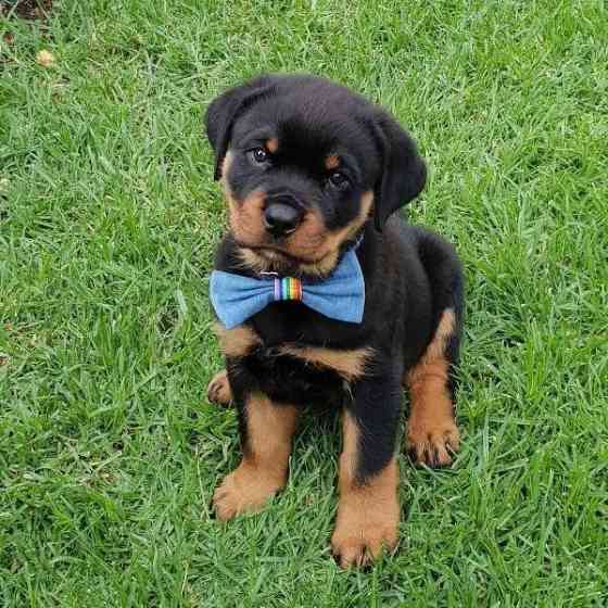 Rottweiler Puppies Берлін