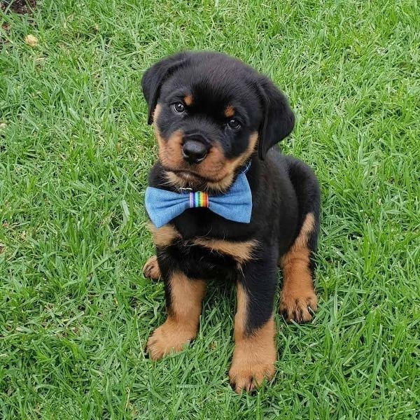 Rottweiler Puppies Берлин - изображение 1