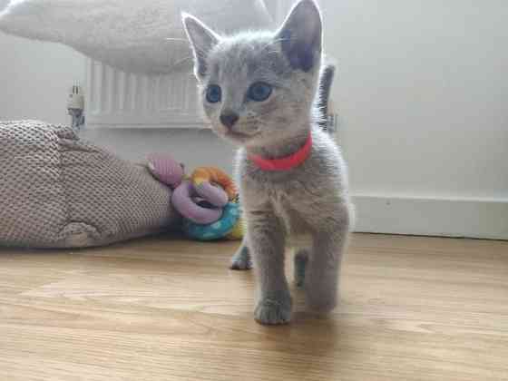 Russian Blue kittens Берлин