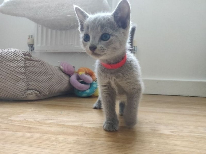 Russian Blue kittens Berlin - photo 1