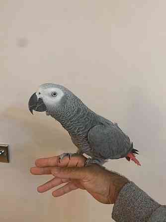 African Grey Parrots Берлин