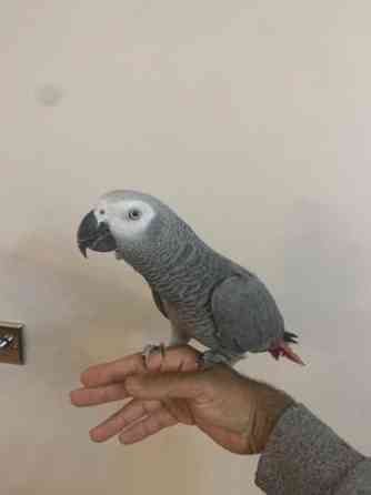 African Grey Parrots Берлин