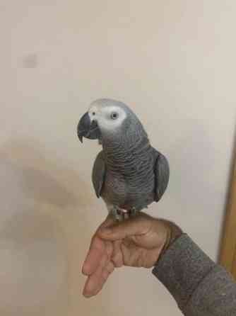 African Grey Parrots Берлин