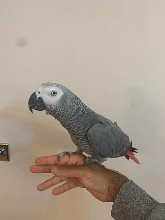 African Grey Parrots Берлин - изображение 3