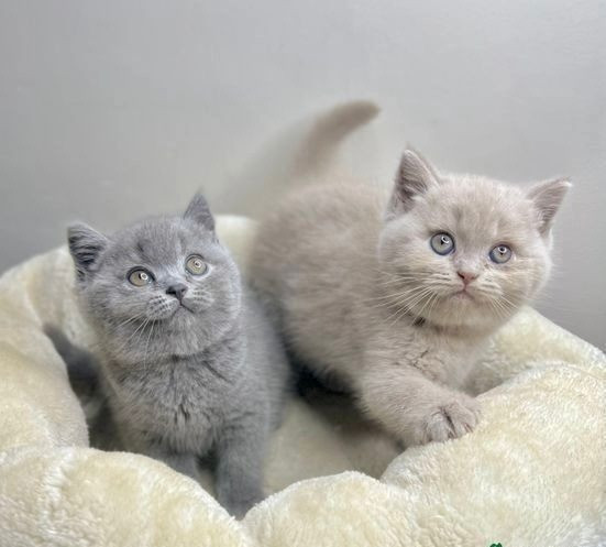 BRITISH SHORTHAIR KITTENS MALE AND FEMALE Мюнхен - изображение 1