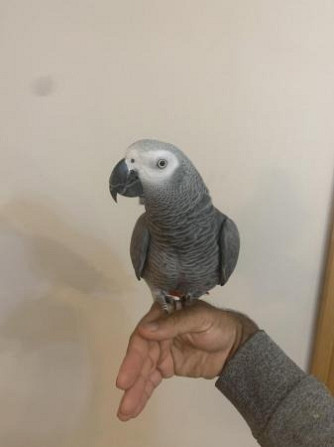 African Grey Parrots Hamburg - photo 1