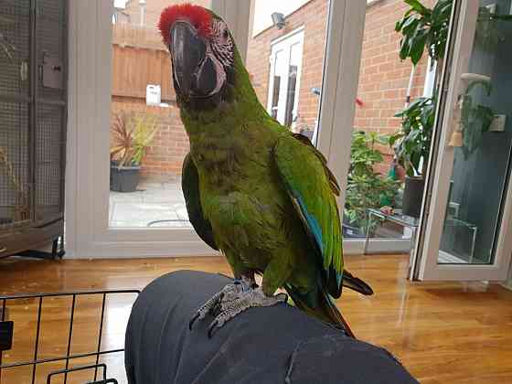 Military Macaws Berlin