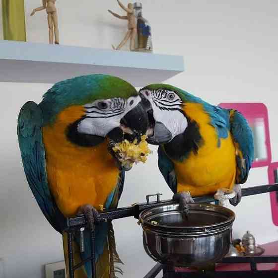 Blue and gold macaws Kaiserslautern