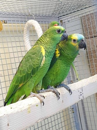 Hand-reared Amazon Parrots available now Штутгарт - изображение 1