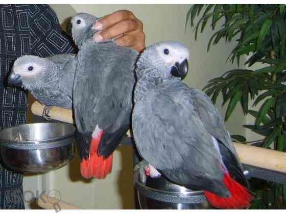 African Grey Parrots Мюнхен