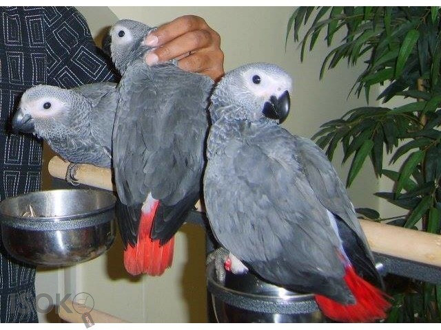 African Grey Parrots Мюнхен - изображение 1