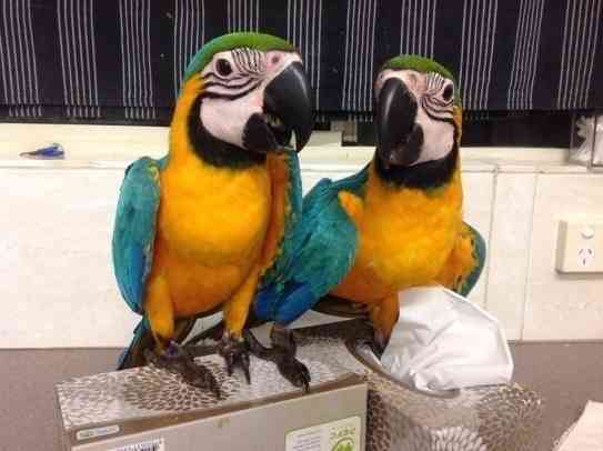 Blue and Gold Macaw Parrots Берлин