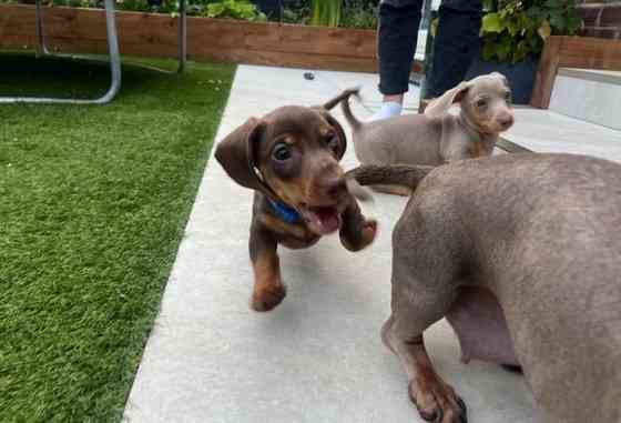 Miniature dachshund pups for sale Эрфурт