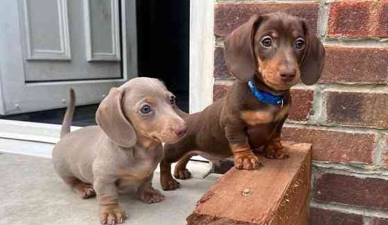 Miniature dachshund pups for sale Ерфурт