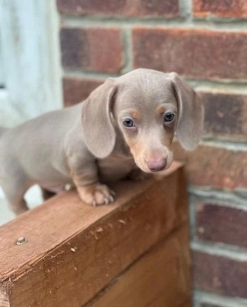 Miniature dachshund pups for sale Erfurt - изображение 2