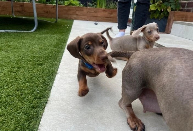 Miniature dachshund pups for sale Erfurt - изображение 3