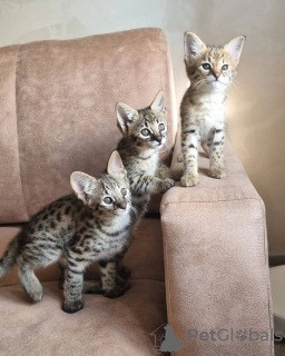 Savannah kittens Берлин - изображение 1