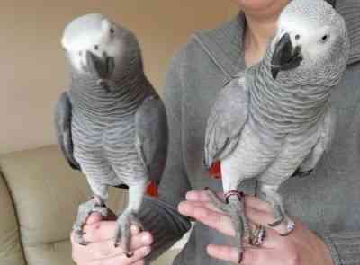 Meet adorable Gray Parrots, male and female Berlin