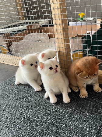 Bezaubernd Blaue & lilafarbene Britisch Kurzhaarkätzchen zur Adoption. Wiesbaden - photo 1