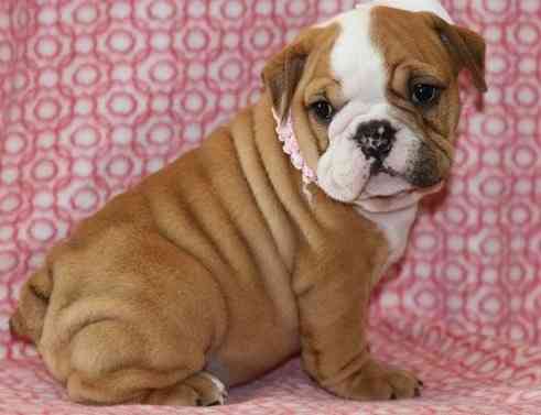 English Bulldog Puppies Берлін