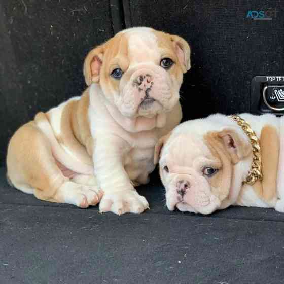 English Bulldog puppies Берлін