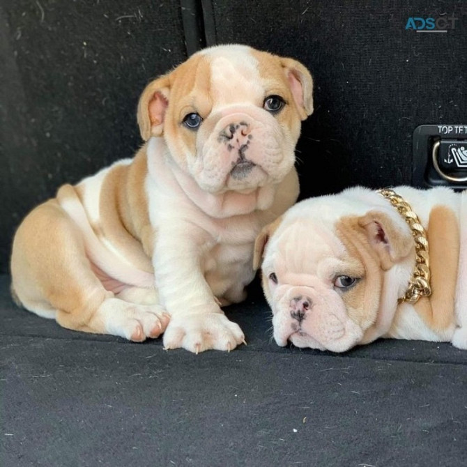 English Bulldog puppies Берлін - изображение 1