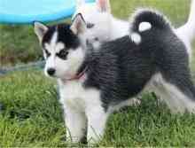 Siberian Husky Puppies Berlin