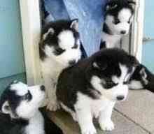 Siberian Husky puppies Пассау