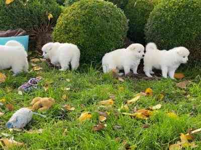 Samoyed Puppies Берлин