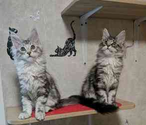 Maine Coon Kittens Schwerin