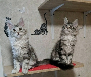 Maine Coon Kittens Шверин - изображение 1