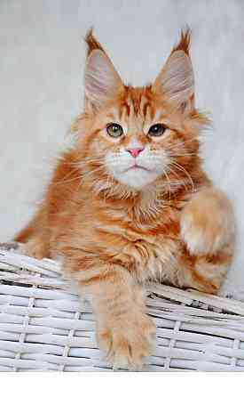 Maine Coon Potsdam