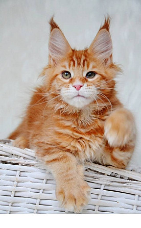 Maine Coon Potsdam - изображение 1