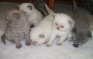 Scottish Fold kittens Штутгарт