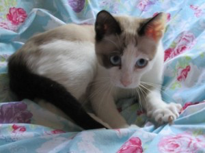 white Snowshoe kittens, Bremen