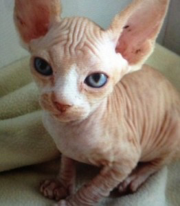 Sphynx kittens for sale Potsdam - изображение 1