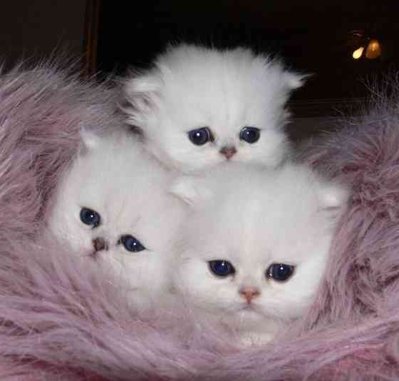 PERSIAN KITTENS Potsdam