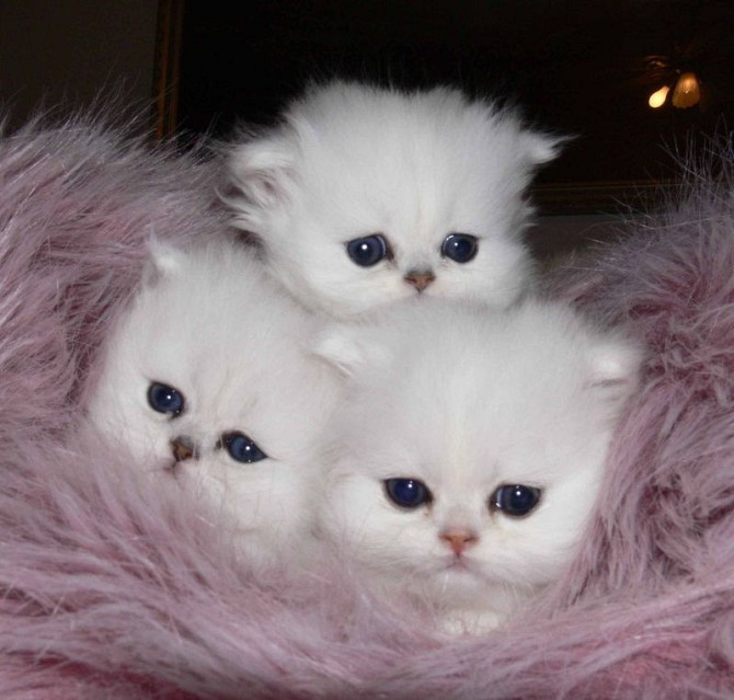 PERSIAN KITTENS Потсдам - изображение 1