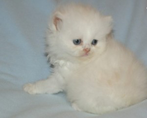 Persian kittens for sale Висбаден - изображение 1