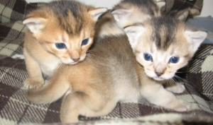 Abyssinian kittens Potsdam