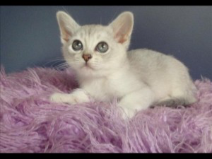 young Burmilla males and females available Erfurt - изображение 1