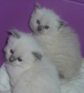 Purebred Ragdoll Kittens for sale Dresden - изображение 1