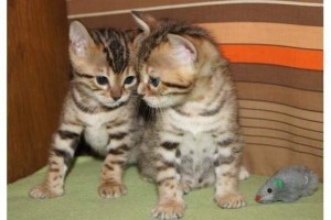 Well trained bengal kittens for sale Вісбаден